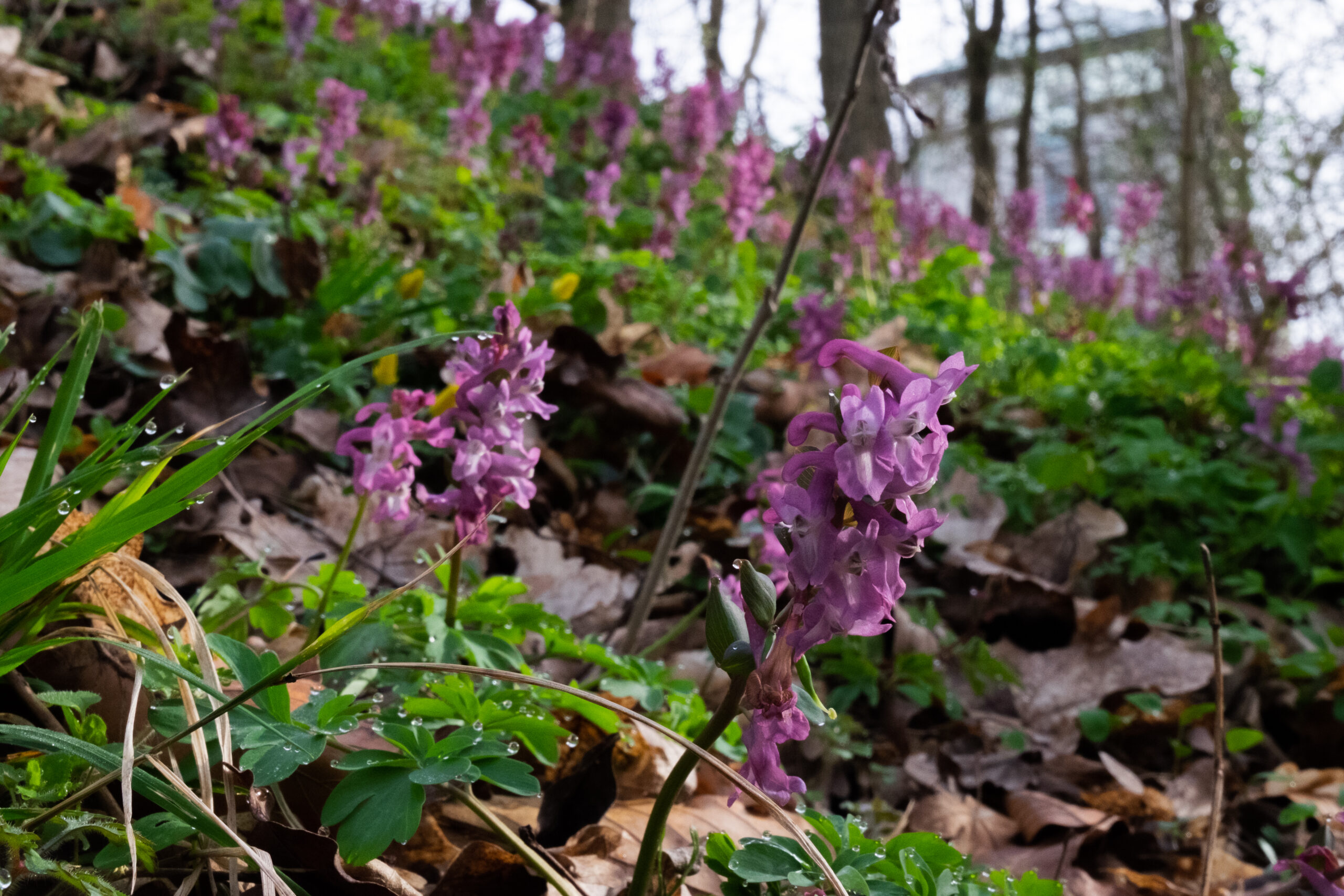 Fototag – Töging Naturlehrpfad